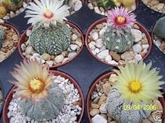 Asterias astrophytum super usato  Spedito ovunque in Italia 