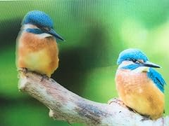 Postkarte wackelbild eisvögel gebraucht kaufen  Wird an jeden Ort in Deutschland