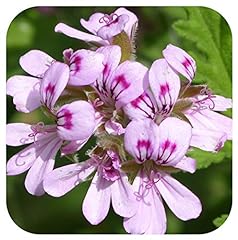 Scented pelargonium rose for sale  Delivered anywhere in Ireland