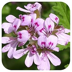 Scented pelargonium rose for sale  Delivered anywhere in Ireland