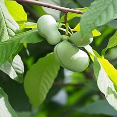 Pianta asimina triloba usato  Spedito ovunque in Italia 