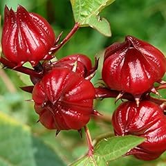 Red roselle seeds for sale  Delivered anywhere in USA 