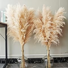 Pampas grass xxl gebraucht kaufen  Wird an jeden Ort in Deutschland
