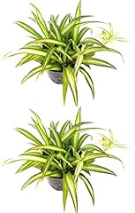 Hawaiian spider plant for sale  Delivered anywhere in USA 