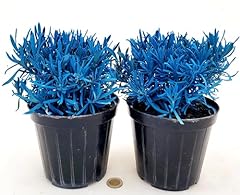 Powers flowers lavanda usato  Spedito ovunque in Italia 