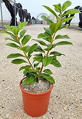 Powers flowers lauro usato  Spedito ovunque in Italia 