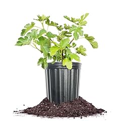 Perfect plants kadota for sale  Delivered anywhere in USA 