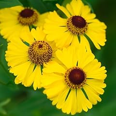 Helenium gold hardy for sale  Delivered anywhere in UK