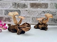 Maisonica mushrooms root for sale  Delivered anywhere in UK