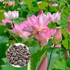 100 pcs lotus gebraucht kaufen  Wird an jeden Ort in Deutschland