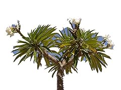 Madagaskar palme frische gebraucht kaufen  Wird an jeden Ort in Deutschland