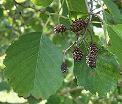 Alnus glutinosa ntano gebraucht kaufen  Wird an jeden Ort in Deutschland