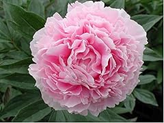 Peony paeonia sarah for sale  Delivered anywhere in UK
