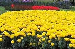 African marigold mary for sale  Delivered anywhere in UK