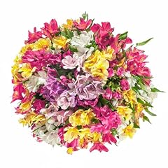 Stem alstroemeria peruvian for sale  Delivered anywhere in USA 