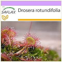 Saflax round leaved for sale  Delivered anywhere in UK