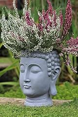 Home hut plant for sale  Delivered anywhere in UK