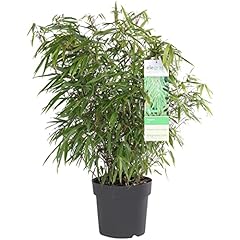 Bloomique fargesia rufa gebraucht kaufen  Wird an jeden Ort in Deutschland