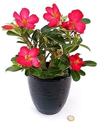 Powers flowers adenium usato  Spedito ovunque in Italia 