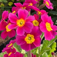 Primula oakleaf magenta for sale  Delivered anywhere in UK