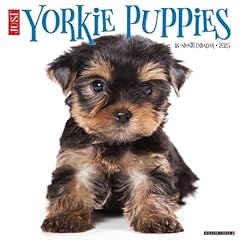 Yorkie puppies 2025 for sale  Delivered anywhere in UK