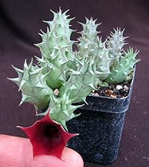 Portal cool huernia for sale  Delivered anywhere in UK