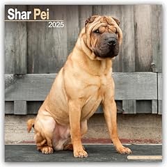 Shar pei 2025 for sale  Delivered anywhere in UK