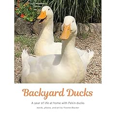 Backyard ducks year for sale  Delivered anywhere in UK