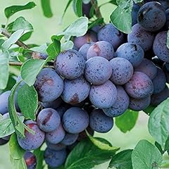 Zwetschge frühreifend säulen gebraucht kaufen  Wird an jeden Ort in Deutschland