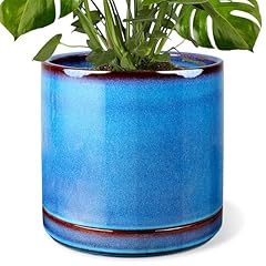 Efispss inch plant for sale  Delivered anywhere in USA 