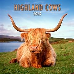 Highland cows calendar for sale  Delivered anywhere in UK