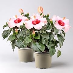 Hibiskus hibisqs adonicus gebraucht kaufen  Wird an jeden Ort in Deutschland