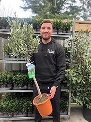 Olive tree 1.1m for sale  Delivered anywhere in UK