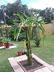 Dragon fruit cactus for sale  Delivered anywhere in USA 