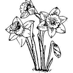 Daffodils rubber stamp for sale  Delivered anywhere in UK