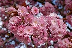 Dwarf patio prunus for sale  Delivered anywhere in UK