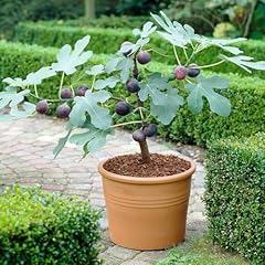 Turkish brown fig for sale  Delivered anywhere in USA 