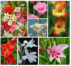 20x gladioli nanus for sale  Delivered anywhere in UK