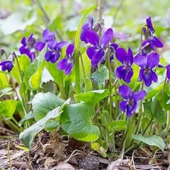 Sweet violet seeds for sale  Delivered anywhere in USA 