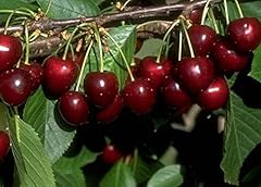 Große schwarze knorpelkirsche gebraucht kaufen  Wird an jeden Ort in Deutschland