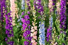 Seed flower larkspur for sale  Delivered anywhere in UK