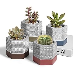 T4u cement succulent for sale  Delivered anywhere in USA 