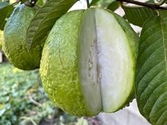 Thai crunchy guava for sale  Delivered anywhere in USA 