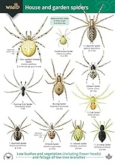 House garden spiders for sale  Delivered anywhere in UK