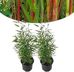 Happy plants bambou d'occasion  Livré partout en France