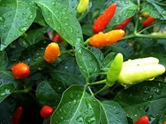 Clovers garden tabasco for sale  Delivered anywhere in USA 