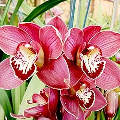 Cymbidium orchid seeds for sale  Delivered anywhere in USA 