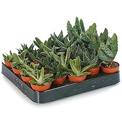 Set mixed aloe for sale  Delivered anywhere in UK