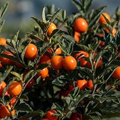 Pianta vera solanum usato  Spedito ovunque in Italia 