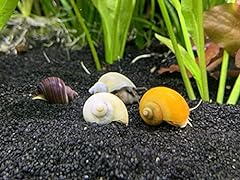 Mystery snails medium for sale  Delivered anywhere in USA 